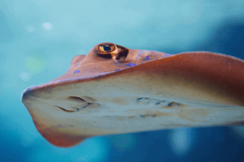 different-kind-of-stingray
