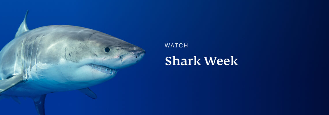 Where to Watch Shark Week 2023