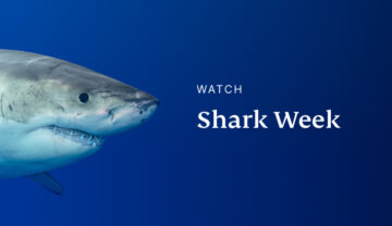 Where to Watch Shark Week 2023