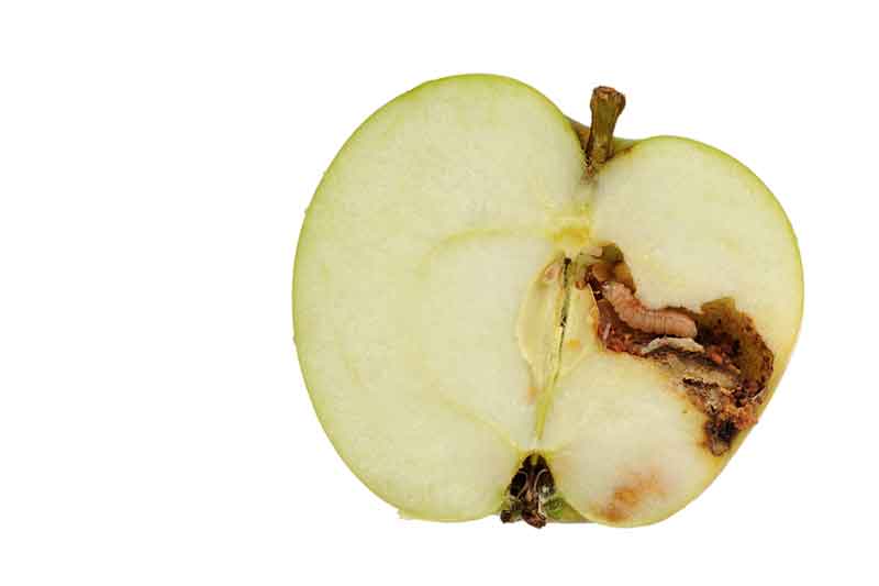 mac adware is rotten mac adware is rotten