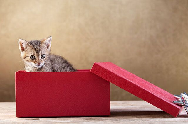 referralkitty-1