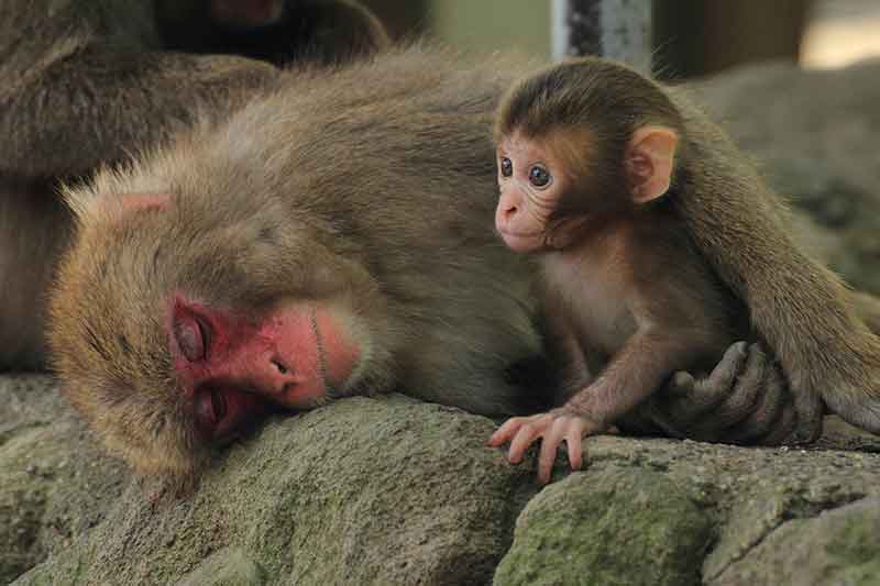There, there. You are safe! image of adult monkey comforting baby monkey - expressvpn is safe!